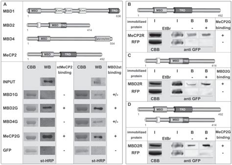 A Upper Panel Schematic Representation Of Methyl Cytosine Binding Download Scientific