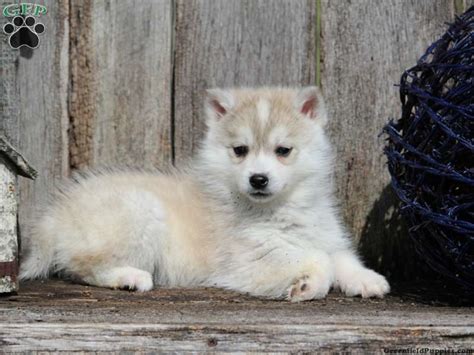 American Eskimo Siberian Husky Mix