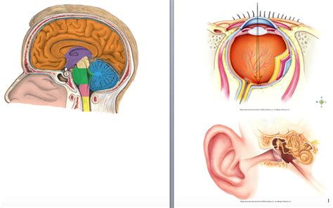 Hhs A P Chp 8 Brain Structures And Functions Diagram Quizlet