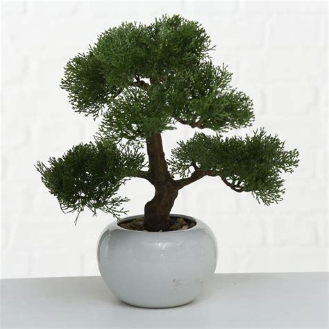 Drzewko Bonsai W Doniczce Iglaste