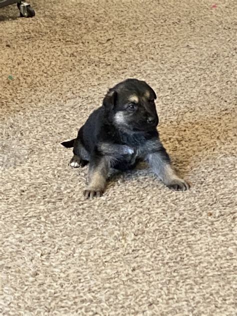 German Shepherd Puppies For Sale Milford Mi