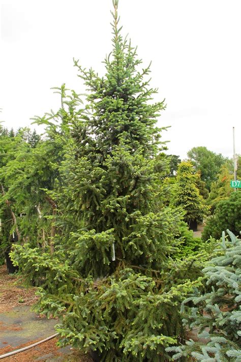 Picea Omorika Bruns Serbian Spruce Conifer Kingdom