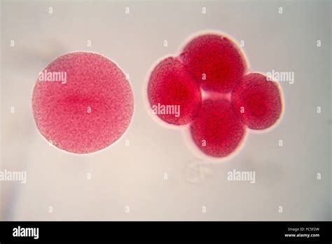 Egg Cells Under The Microscope Stock Photo Alamy
