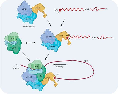 Frontiers Expression And Functional Roles Of Eukaryotic Initiation