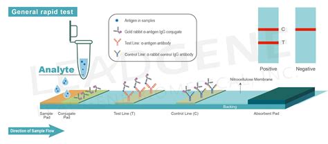 側向流體免疫分析 快篩 平台開發 Leadgene 偉喬生醫