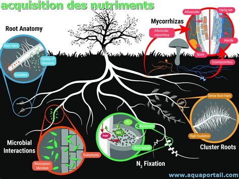 Cycle Des Nutriments D Finition Et Explications