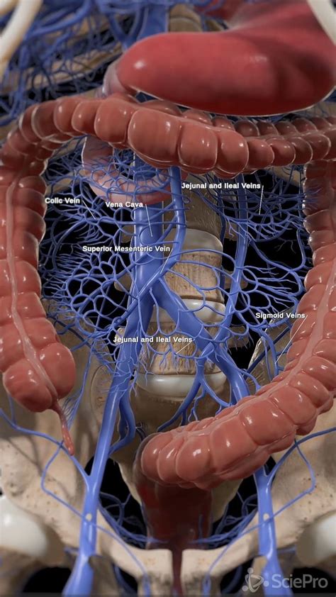 Sciepro On Instagram Dive Deep Into The Hidden Highways Veins Of