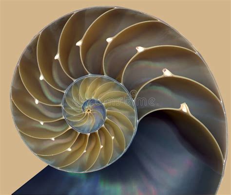 Nautilus Shell Symmetry Fibonacci Half Cross Section Spiral Golden