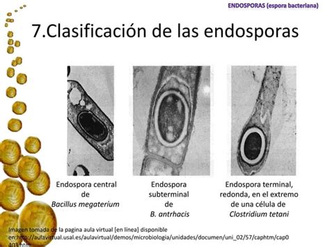 Endospora