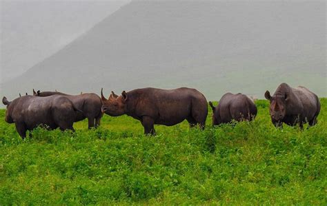 Wild Animals Ngorongoro Conservation Area Authority Ncaa