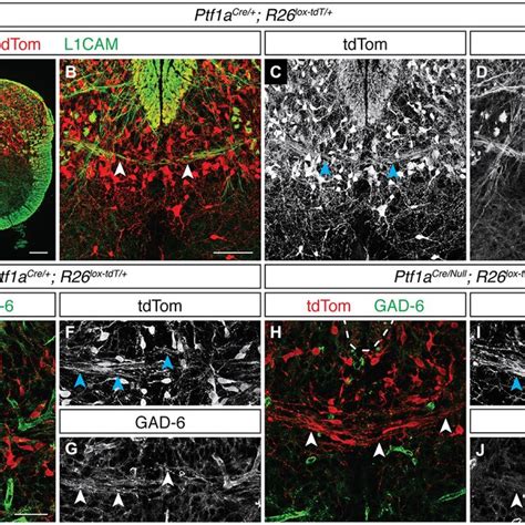 Neurons Of The Ptf1a Expressing Lineage Contribute To The Spinal DCN