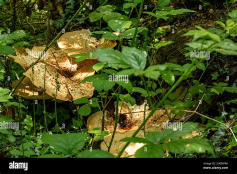 Cerioporus Squamosus Polyporus Squamosus Basidiomycete Hongo De