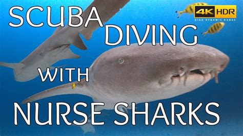 Scuba Diving With Nurse Sharks At Alimatha Vaavu Atoll Maldives Youtube