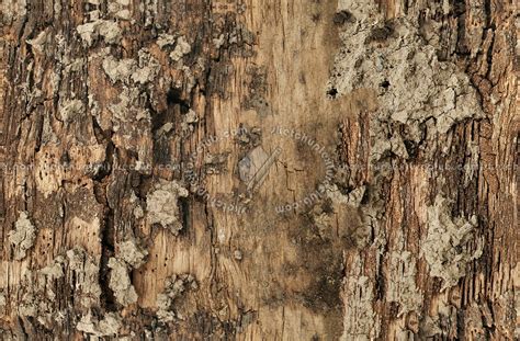 Seamless Pine Bark Texture