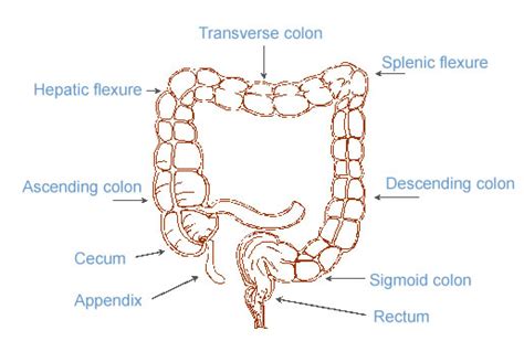 Anatomy of Colon and Rectum | SEER Training