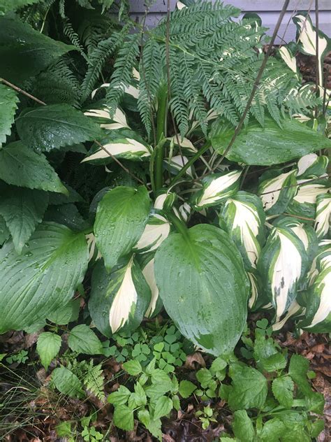 My Variegated Hosta Gave Birth To A Non Variegated Hosta Do I Let Them