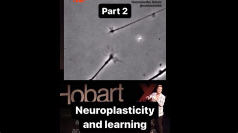 Pt 2 Neuroplasticity And Learning 6 Secrets To Learning Faster Backed