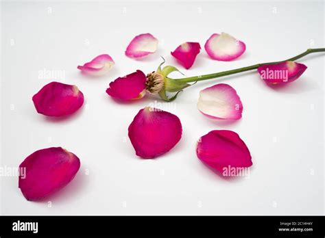 Pedals Of Red Rose Stock Photo Alamy