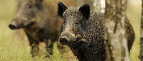 Wildschweine In Der Stadt Grunzende Nachbarn Spektrum Der Wissenschaft