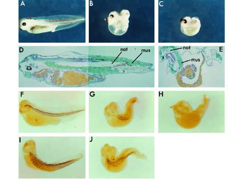 Phenotype of Xenopus embryos injected with RNA encoding Xbra-En R. (A ...