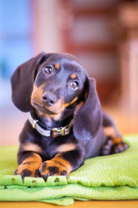 Parte Depresión Tomar conciencia puzzle perro salchicha desagradable