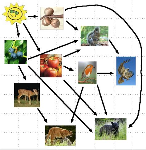 Forest Biome: Food Chain In Deciduous Forest Biome