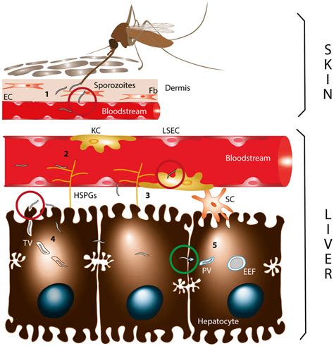 The Plasmodium Sporozoite Journey From The Skin To The Liver