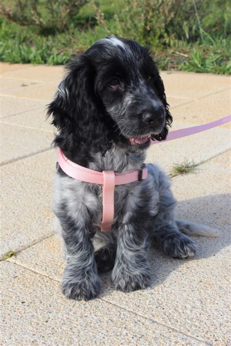 My blue roan cocker spaniel when she was 3 month,her name is Leia ...