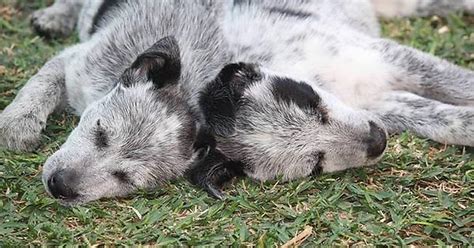 A Very Rare Sight Blue Heelers At Rest Imgur