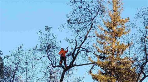 Identifying A Dying Tree Archives Cut Rite Tree Service