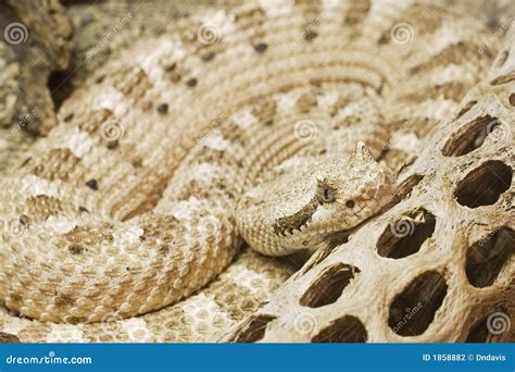 Sidewinder Snake In The Namib Desert Royalty-Free Stock Photography ...