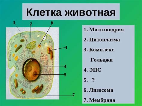 Наука биология - презентация онлайн