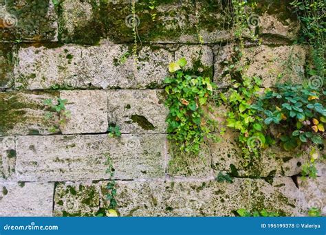 Old Stone Wall With Ivy Stock Photo Image Of Green 196199378