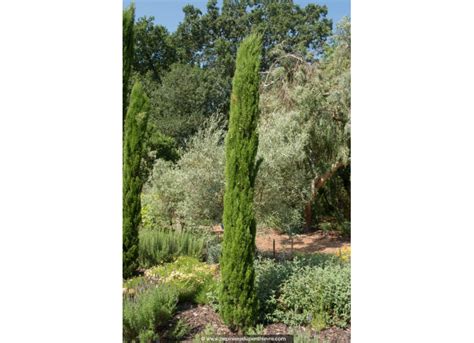 Cupressus Sempervirens Totem Cypr S P Pini Re Du Penthi Vre