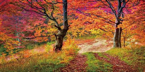 Amazon Awert X Inches Autumn Woodland Terrarium Background