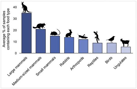 Dingo dinners: what's on the menu for Australia's top predator? | Dingo, Dingo dog, Predator