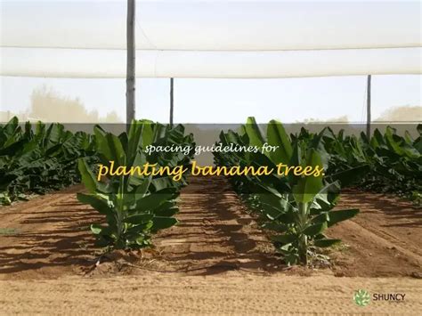 Spacing Guidelines For Planting Banana Trees Shuncy