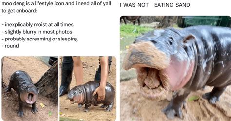 29 Marvelous Moo Deng Memes For The Ultimate Monday Mood From The Internets Favorite