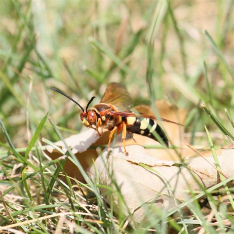 What The Wasp Heidi S GrowHaus Lifestyle Gardens