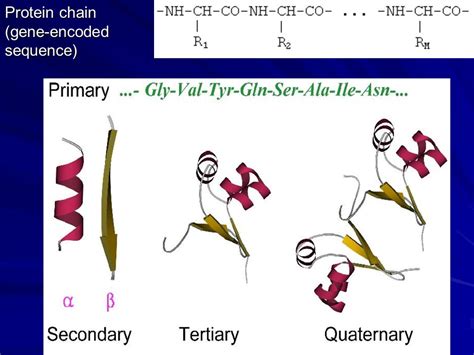 PROTEIN PHYSICS LECTURE 1 Globularproteins Fibrous Proteins H Bonds