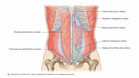 Anatomy C L Anterior Abdominal Wall Youtube