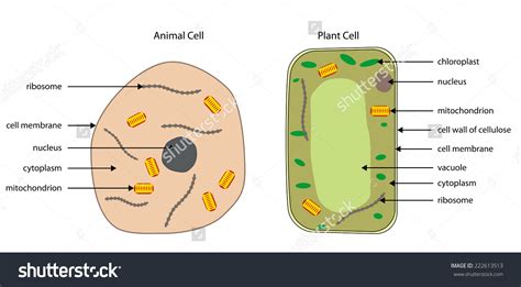 Simple Plant Cell Drawing at GetDrawings | Free download