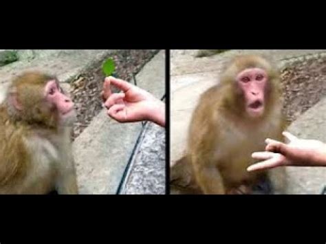 Mono Asombrado Por El Truco De Magia Monkey Shocked By Magic Trick