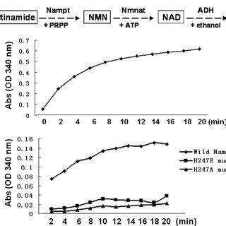 An In Vitro Enzymatic Activity Assay Of Purified Recombinant Human