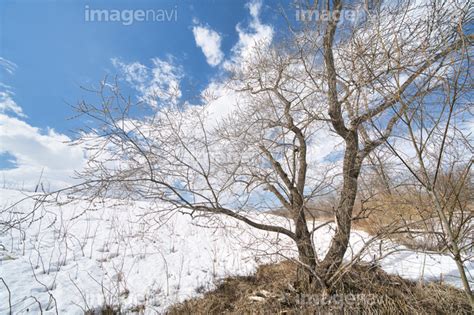 【北海道の雪解け】の画像素材31580131 写真素材ならイメージナビ