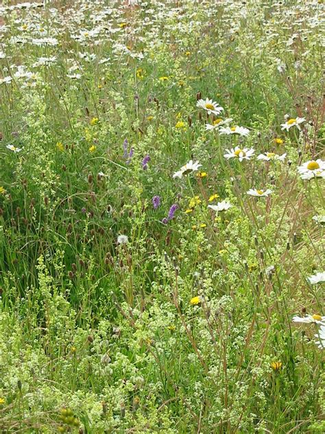 John Chambers Long Season Wildflower Plug Plants Wildflower Plug