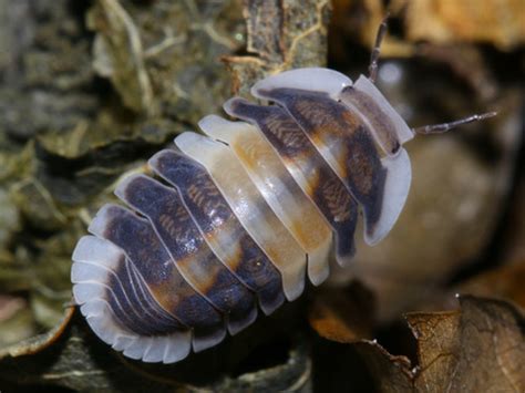 Cubaris Sp Cappuccino Isopod