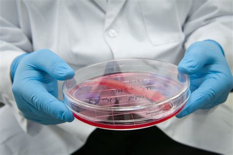 body parts grown   lab  science