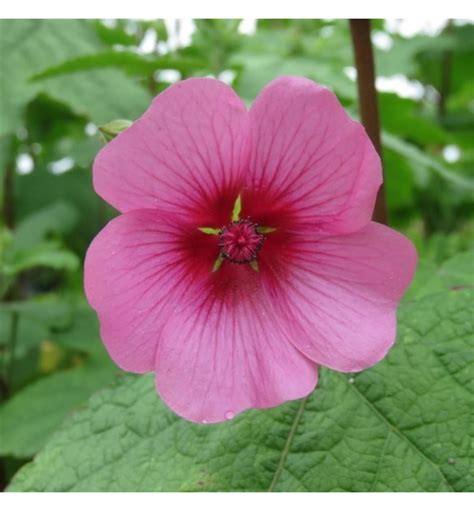 Descubra 48 Kuva Fleurs Anisodontea Thptnganamst Edu Vn