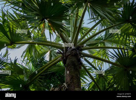 Tala Palm Borassus Flabellifer Fotos Und Bildmaterial In Hoher Auflösung Alamy